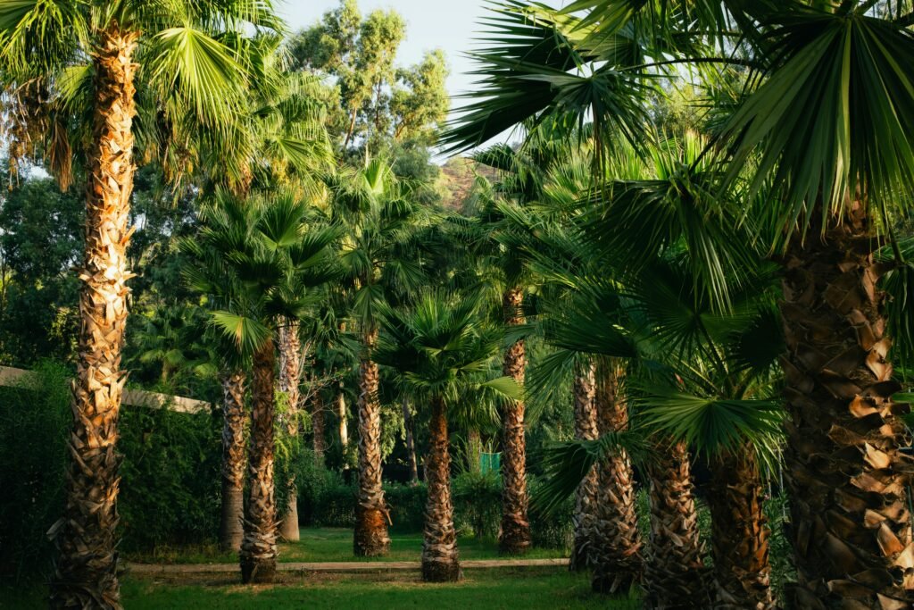 Sunlit path through a lush palm grove in a tropical forest setting.
